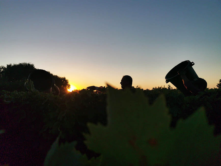 vendemmia-vino-primitivo-di-manduria-dop-sorso-dei-tenaci-terre-auree-1