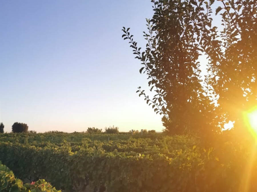 vendemmia-vino-primitivo-di-manduria-dop-sorso-dei-tenaci-terre-auree-2