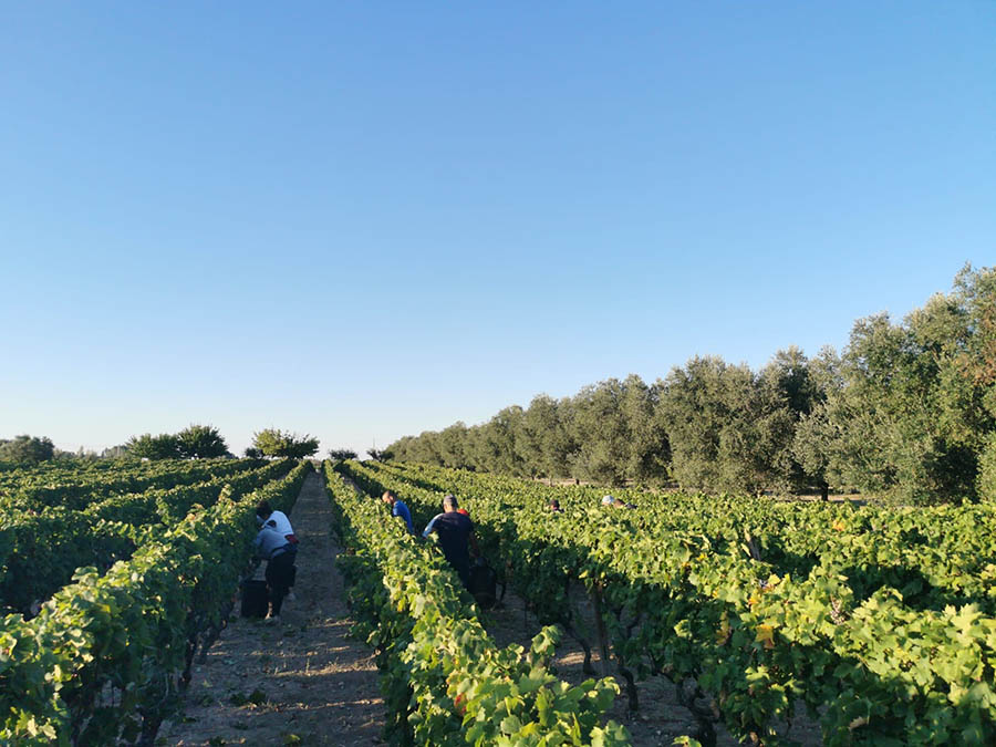 vendemmia-vino-primitivo-di-manduria-dop-sorso-dei-tenaci-terre-auree-3