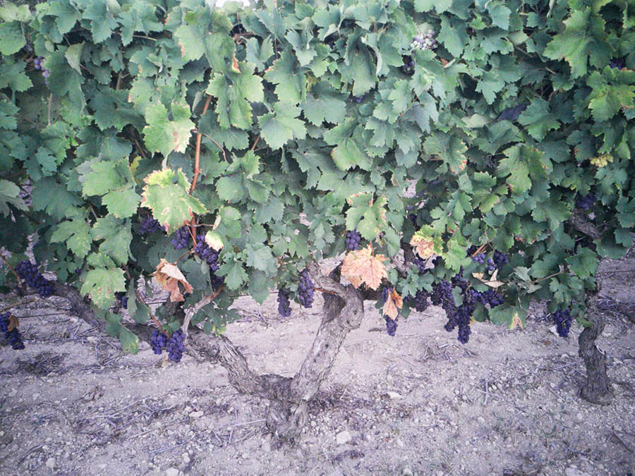 vendemmia-vino-primitivo-di-manduria-dop-sorso-dei-tenaci-terre-auree-4