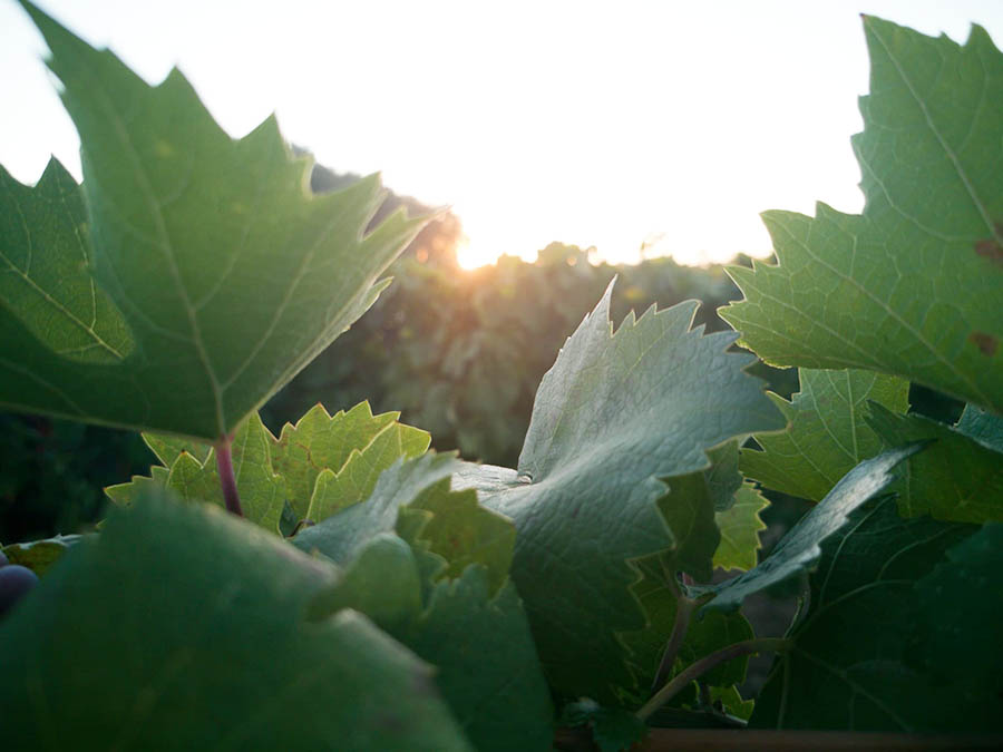 vendemmia-vino-primitivo-igp-bell-amore-terre-auree-1