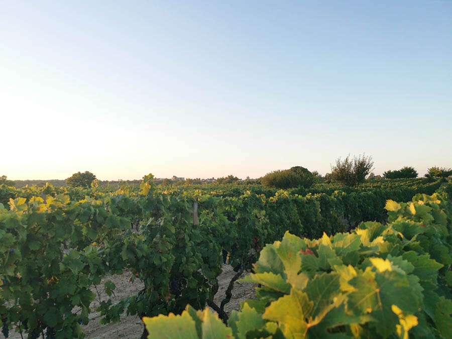 vendemmia-vino-primitivo-igp-bell-amore-terre-auree-2