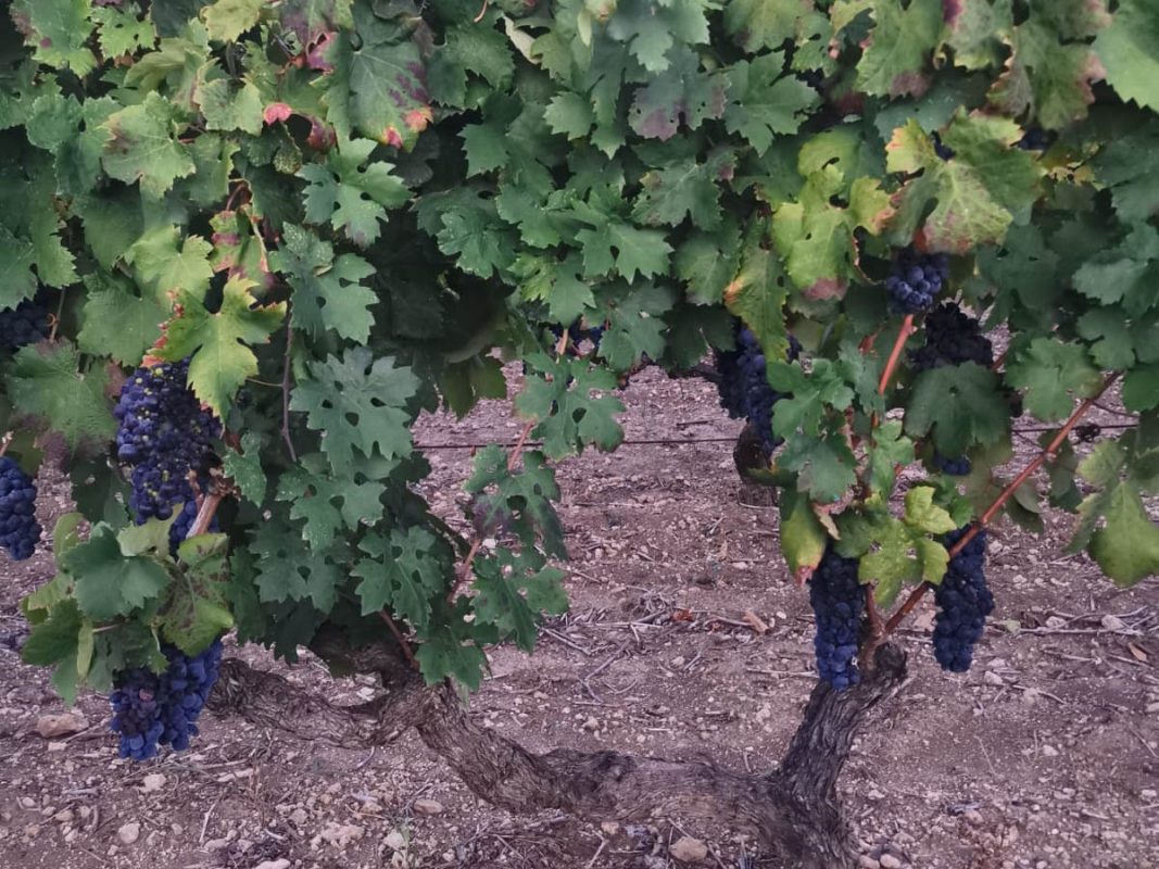 vendemmia-vino-primitivo-igp-bell-amore-terre-auree-3