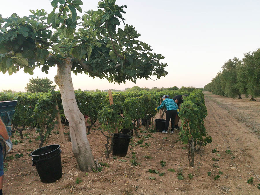 vendemmia-vino-primitivo-igp-bell-amore-terre-auree-4